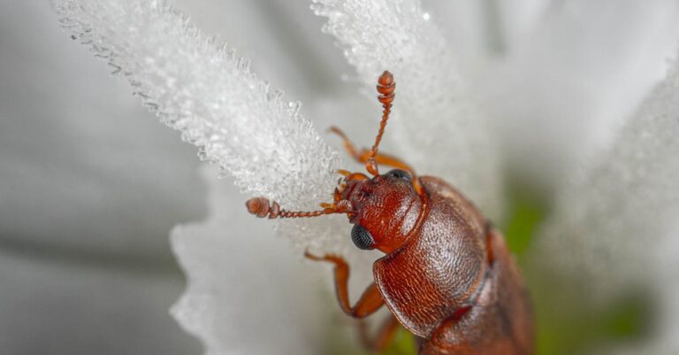 Solustressi - Solujen Superpuolustajat: Kuinka Ribosomit Käynnistävät Hälytysjärjestelmän Taistelussa Sairauksia Vastaan