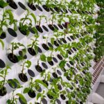 Mikrovihannekset - Kuinka Mikroviherkasvit Kotona Voivat Mullistaa Ruokavaliosi – Aloita Jo Tänään!