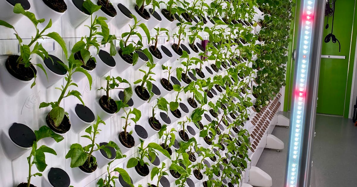 Mikrovihannekset - Kuinka Mikroviherkasvit Kotona Voivat Mullistaa Ruokavaliosi – Aloita Jo Tänään!