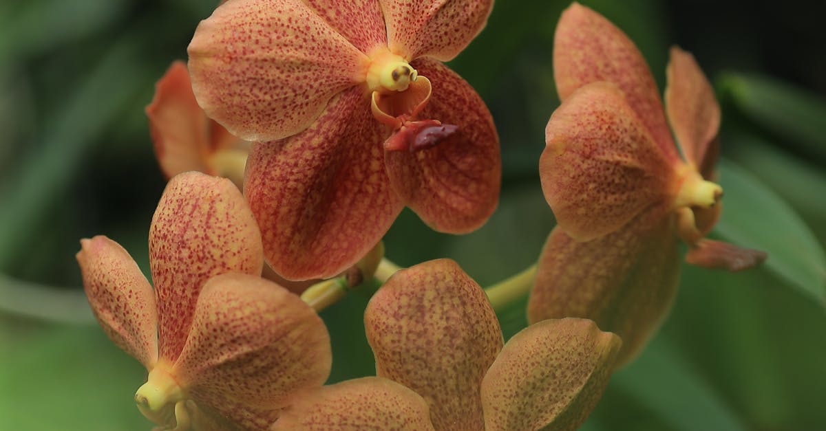 Mielenrauha - Elämän myrskyissä piilee rauhan avain: Opas sisäisen rauhan löytämiseen haasteiden keskellä