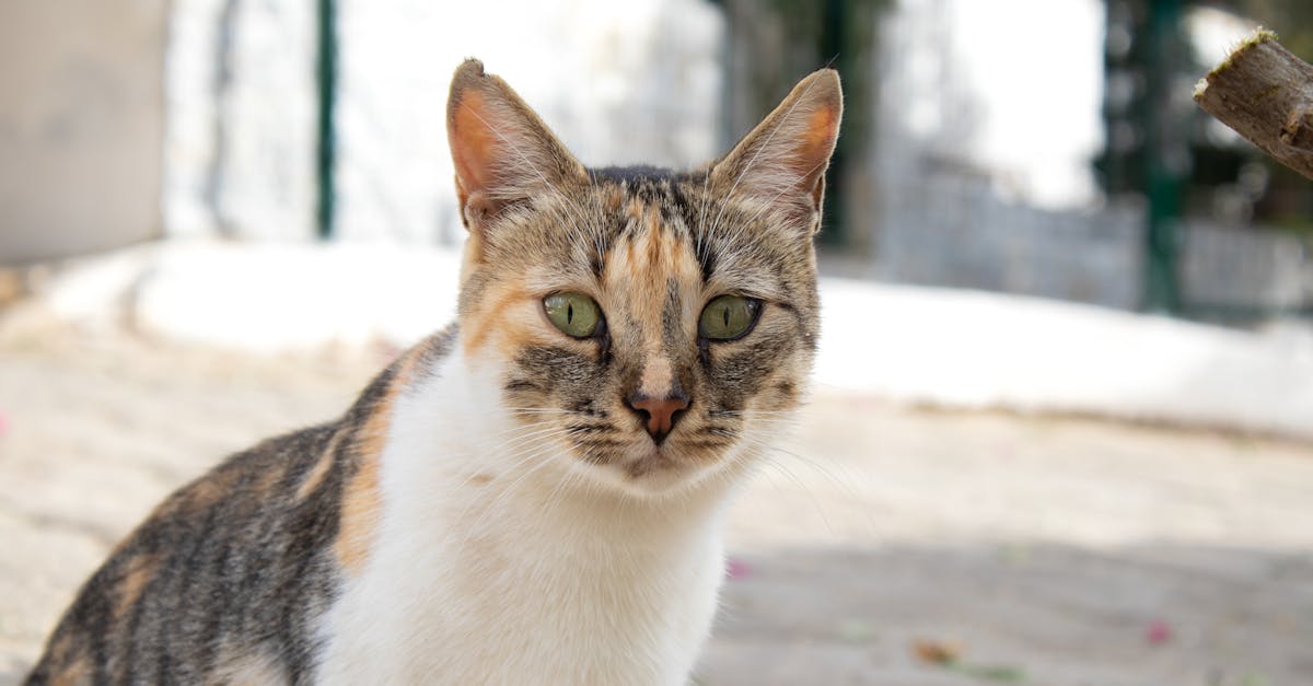 vanheneminen - Kuinka Kuunteleminen Vanhenevan Äidin Kanssa Rikastuttaa Elämää – Sukupolvien Viisauden Voima