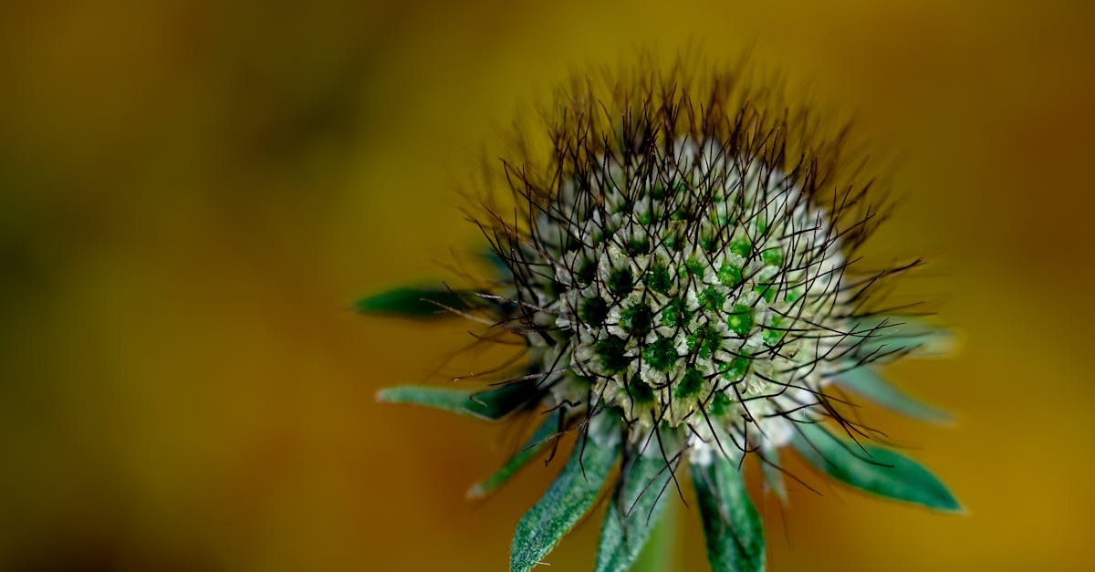 Hyväksyminen - Nykyhetkessä pysyminen: Kuinka kohdata muuttuva maailma ja löytää oma polkusi